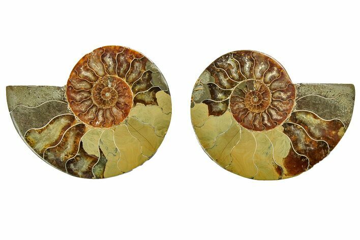 Cut & Polished, Agatized Ammonite Fossil - Madagascar #191605